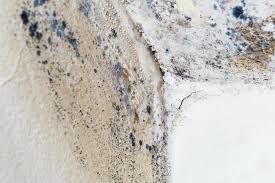 Best Forensic Mold Investigation  in Sahuarita, AZ